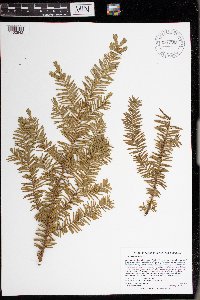 Taxus canadensis image