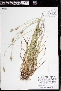 Carex muehlenbergii var. muehlenbergii image