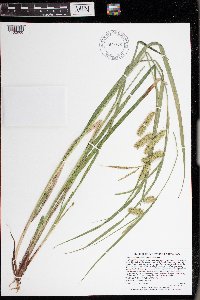 Carex hystericina image