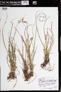 Carex castanea image