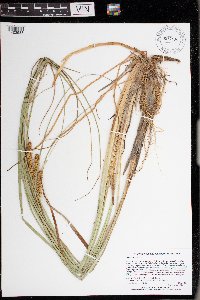 Carex utriculata image