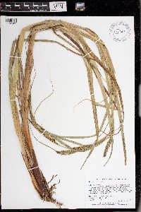 Carex atherodes image