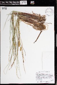 Carex rostrata image