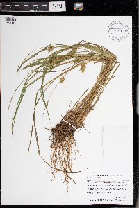 Carex tuckermanii image