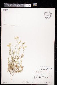 Cerastium arvense image