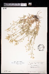 Cerastium arvense image