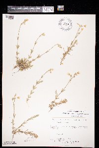 Cerastium arvense image