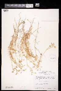 Cerastium arvense image