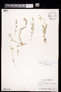 Cerastium arvense image