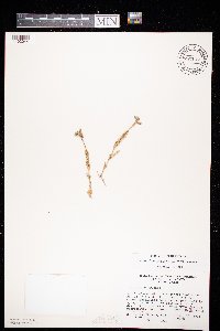 Cerastium arvense image