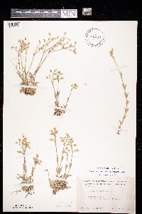 Cerastium arvense image