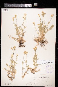 Cerastium arvense image