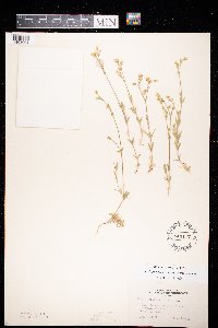 Cerastium arvense image