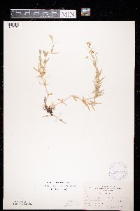 Cerastium arvense image