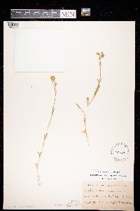 Cerastium arvense image