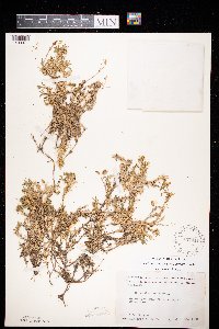 Cerastium arvense image