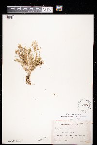 Cerastium arvense image