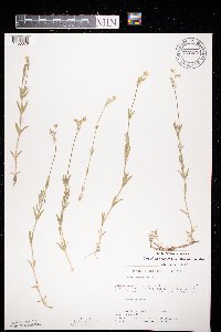 Cerastium arvense image