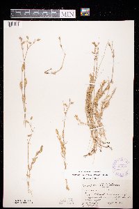 Cerastium arvense image