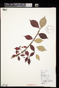 Euonymus alatus image