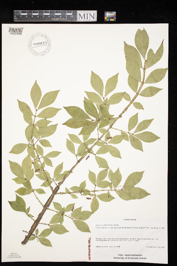 Euonymus alatus image