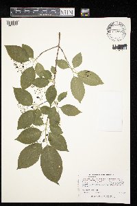 Euonymus atropurpureus image