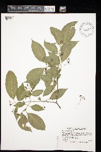 Euonymus atropurpureus image