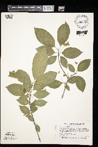 Euonymus atropurpureus image