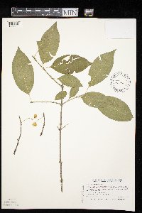 Euonymus atropurpureus image