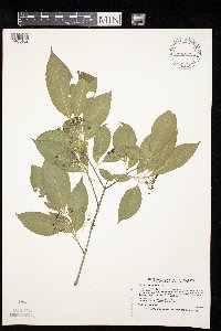 Euonymus atropurpureus image