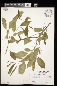 Euonymus atropurpureus image