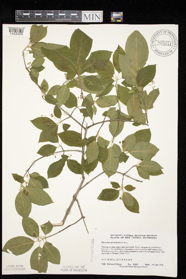 Euonymus image