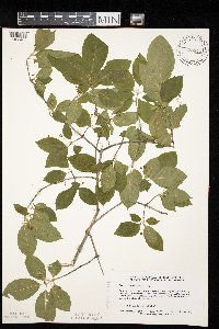 Euonymus atropurpureus image