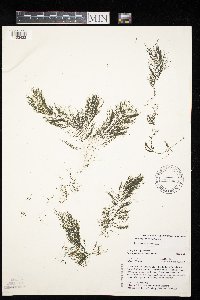 Ceratophyllum echinatum image