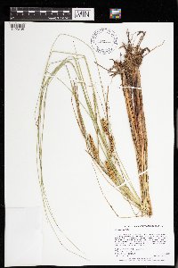 Carex rostrata image