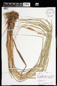 Carex atherodes image