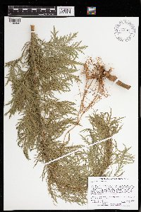 Artemisia biennis image