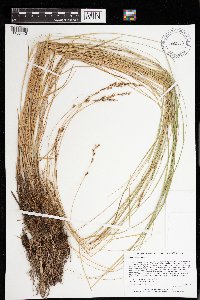 Carex prairea image