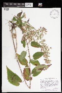 Symphyotrichum cordifolium image