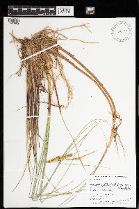 Carex rostrata image