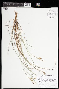 Carex limosa image