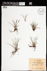 Isoetes lacustris image