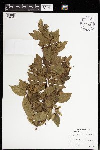 Carpinus caroliniana image