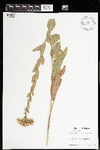 Solidago rigida image