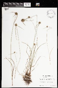 Cyperus lupulinus image