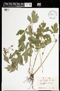 Geum canadense image