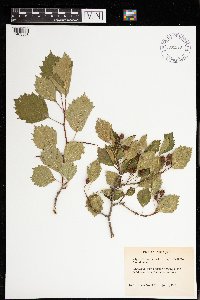 Crataegus chrysocarpa image