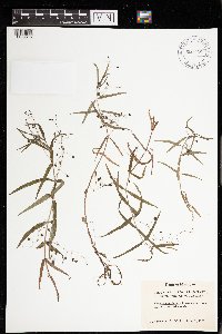 Veronica scutellata image