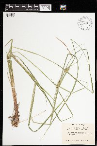 Carex vesicaria image