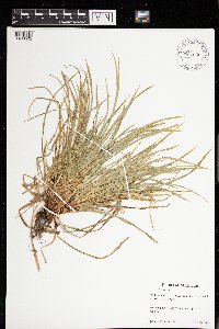 Carex backii image